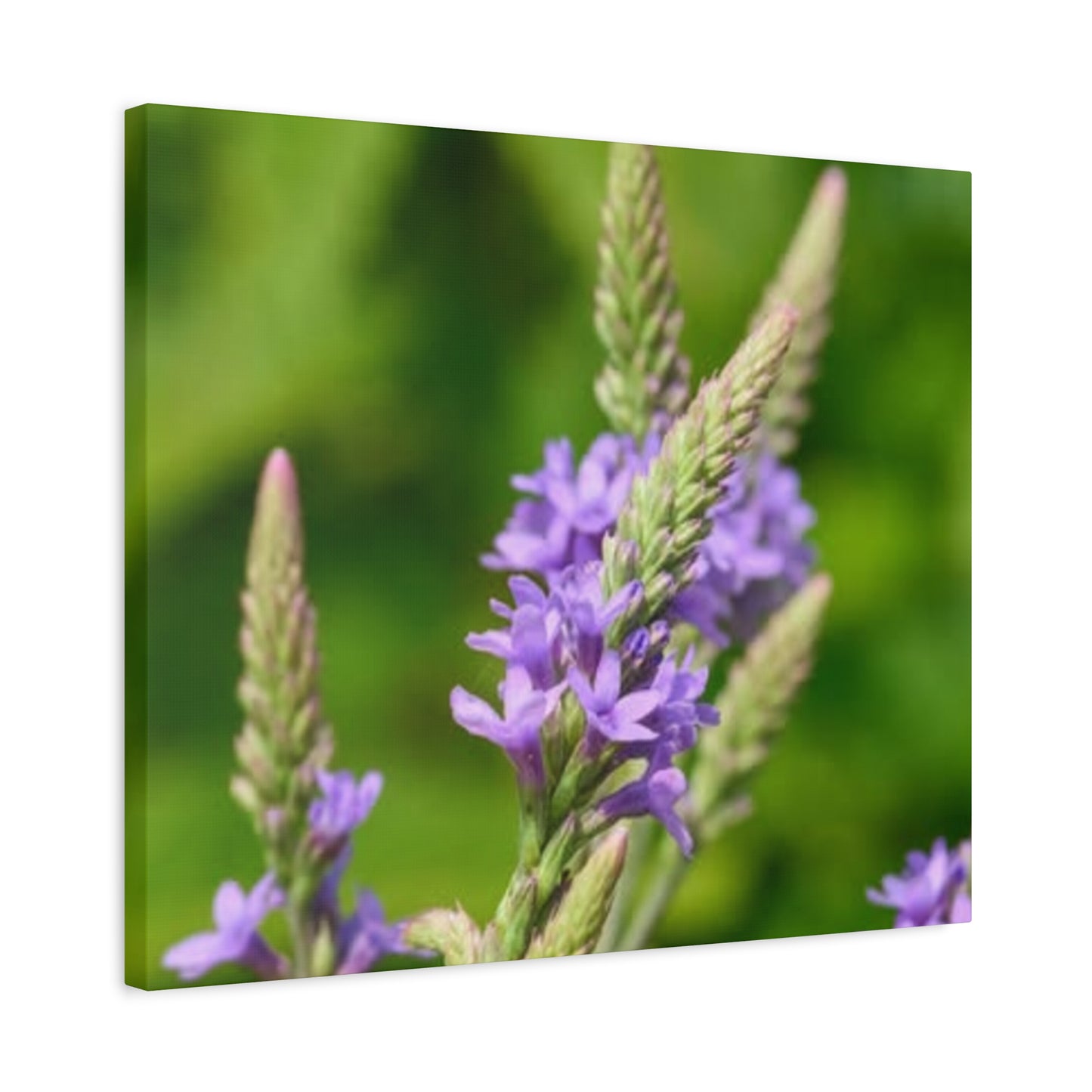 Floral Canvas Wall Art, Stretched Matte Canvas Print, Home Decor, Purple Flower Artwork, Nature-Inspired Decoration