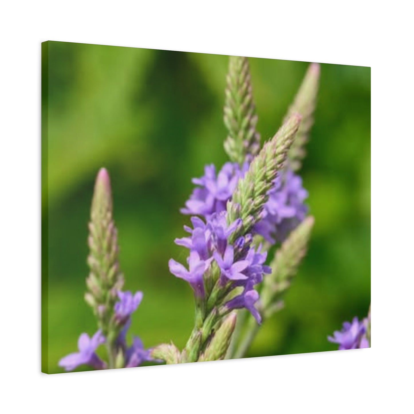 Floral Canvas Wall Art, Stretched Matte Canvas Print, Home Decor, Purple Flower Artwork, Nature-Inspired Decoration