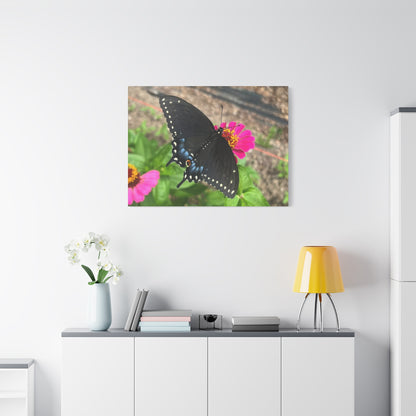 Black Butterfly Canvas Wall Art, Nature Decor, Botanical Print, Home Decor, Gift for Nature Lovers, Insect Photography
