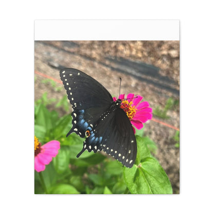Black Butterfly Canvas Wall Art, Nature Decor, Botanical Print, Home Decor, Gift for Nature Lovers, Insect Photography