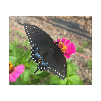 Black Butterfly Canvas Wall Art, Nature Decor, Botanical Print, Home Decor, Gift for Nature Lovers, Insect Photography