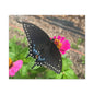 Black Butterfly Canvas Wall Art, Nature Decor, Botanical Print, Home Decor, Gift for Nature Lovers, Insect Photography