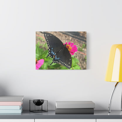 Black Butterfly Canvas Wall Art, Nature Decor, Botanical Print, Home Decor, Gift for Nature Lovers, Insect Photography