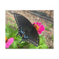 Black Butterfly Canvas Wall Art, Nature Decor, Botanical Print, Home Decor, Gift for Nature Lovers, Insect Photography