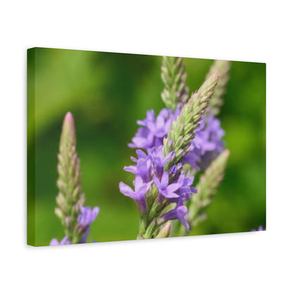 Floral Canvas Wall Art, Stretched Matte Canvas Print, Home Decor, Purple Flower Artwork, Nature-Inspired Decoration