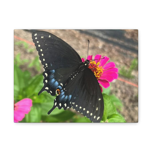 Black Butterfly Canvas Wall Art, Nature Decor, Botanical Print, Home Decor, Gift for Nature Lovers, Insect Photography
