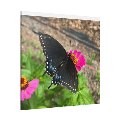 Black Butterfly Canvas Wall Art, Nature Decor, Botanical Print, Home Decor, Gift for Nature Lovers, Insect Photography