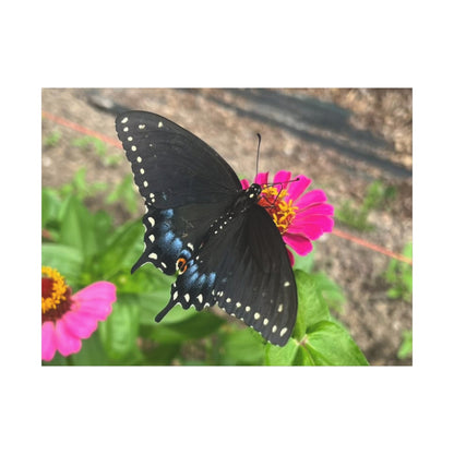 Black Butterfly Canvas Wall Art, Nature Decor, Botanical Print, Home Decor, Gift for Nature Lovers, Insect Photography