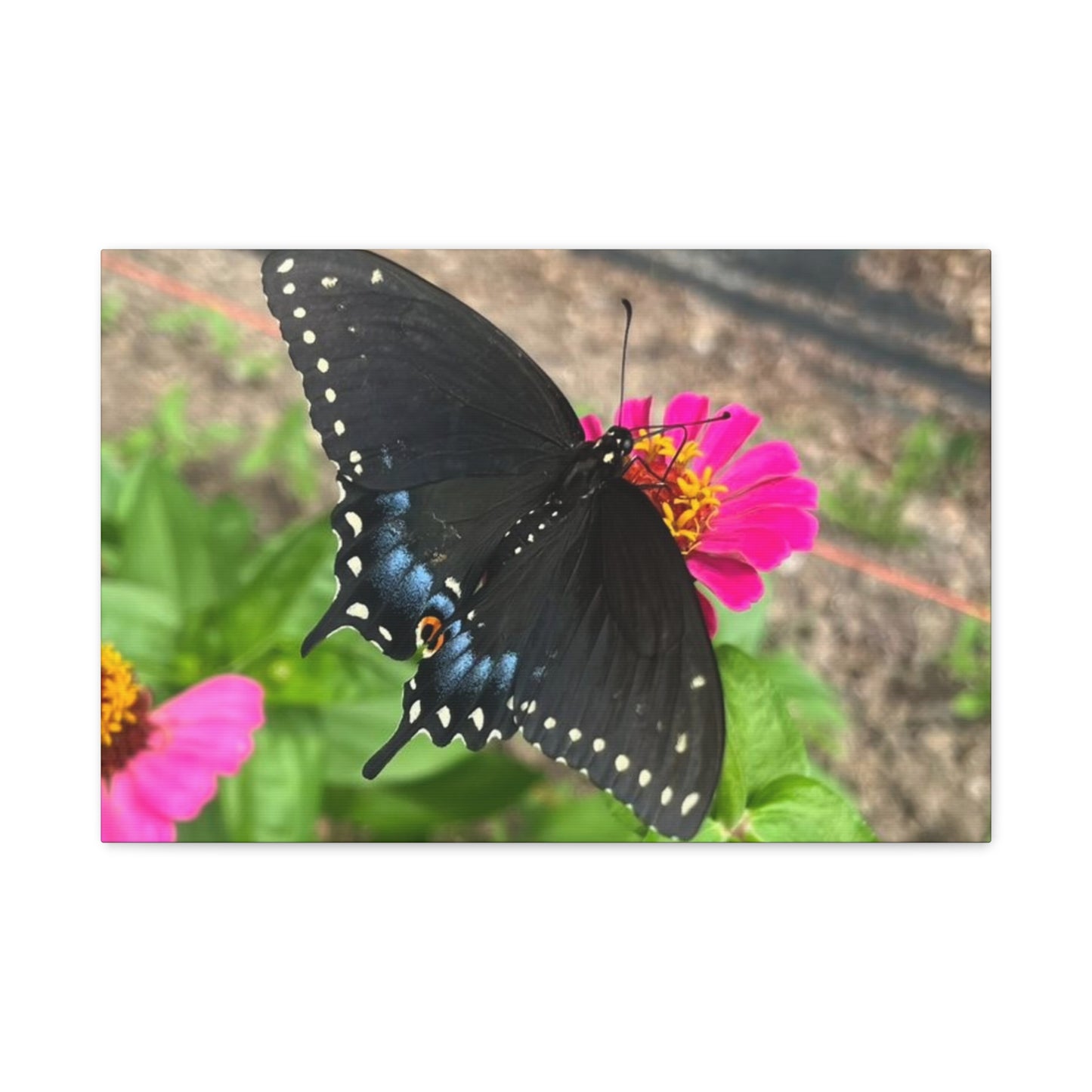 Black Butterfly Canvas Wall Art, Nature Decor, Botanical Print, Home Decor, Gift for Nature Lovers, Insect Photography