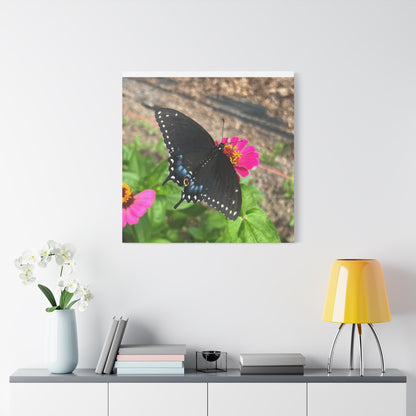 Black Butterfly Canvas Wall Art, Nature Decor, Botanical Print, Home Decor, Gift for Nature Lovers, Insect Photography