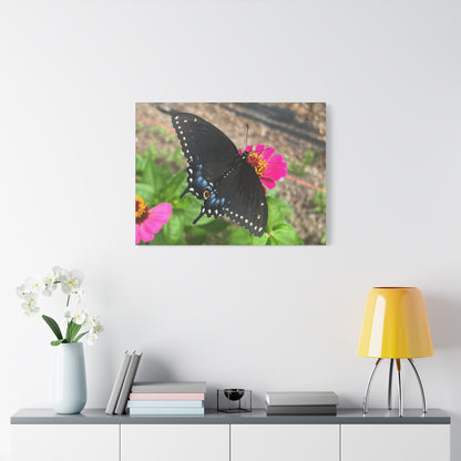Black Butterfly Canvas Wall Art, Nature Decor, Botanical Print, Home Decor, Gift for Nature Lovers, Insect Photography
