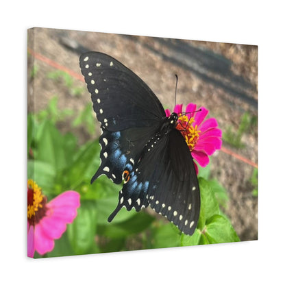 Black Butterfly Canvas Wall Art, Nature Decor, Botanical Print, Home Decor, Gift for Nature Lovers, Insect Photography