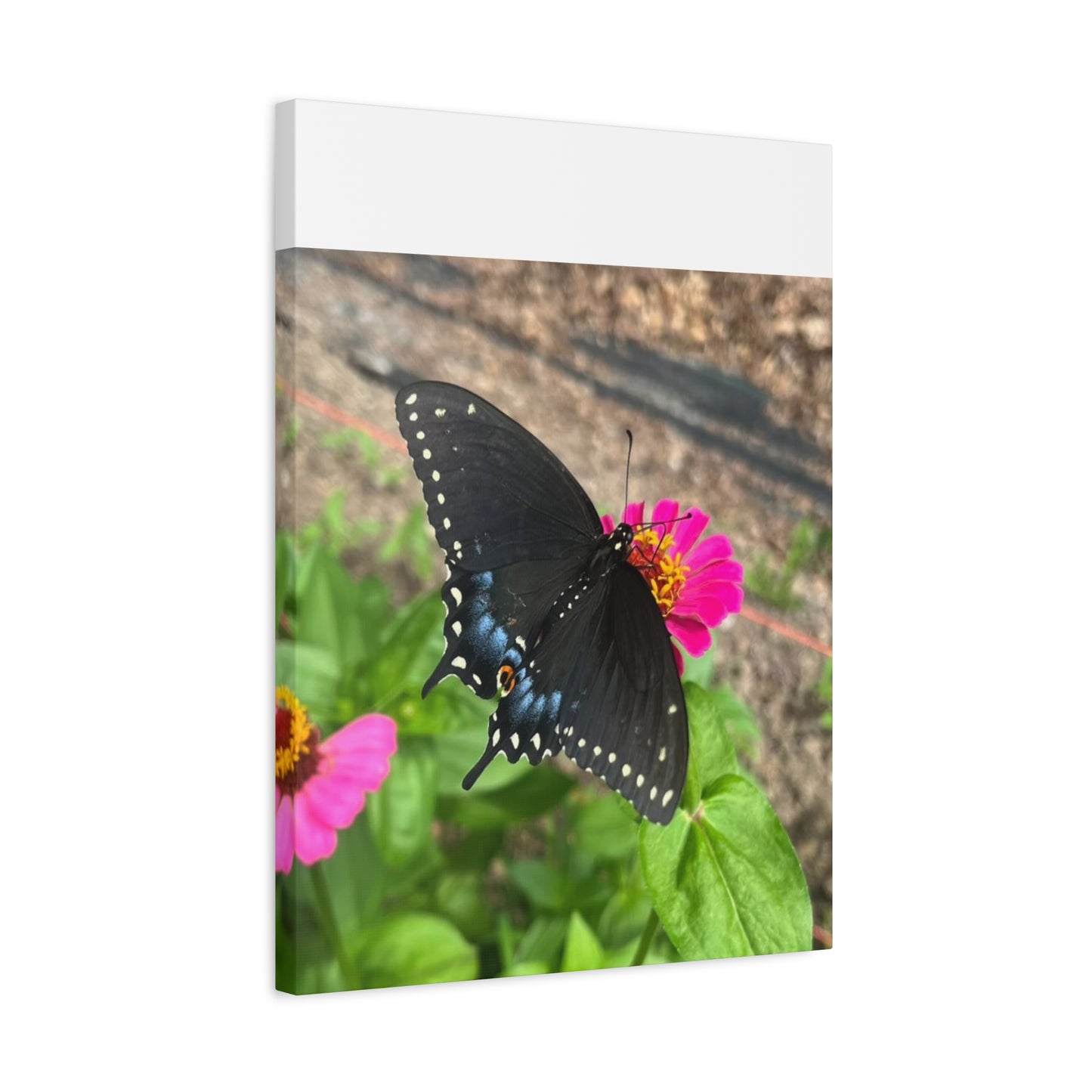 Black Butterfly Canvas Wall Art, Nature Decor, Botanical Print, Home Decor, Gift for Nature Lovers, Insect Photography