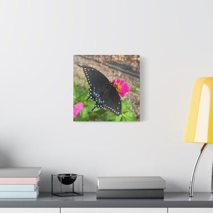 Black Butterfly Canvas Wall Art, Nature Decor, Botanical Print, Home Decor, Gift for Nature Lovers, Insect Photography