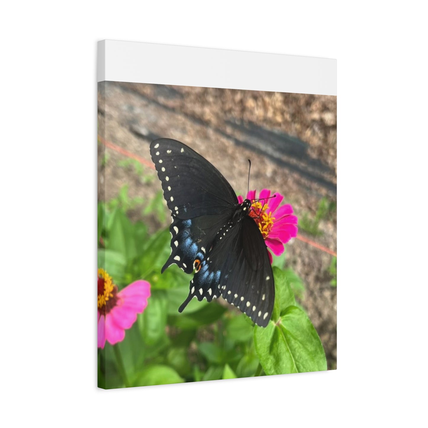 Black Butterfly Canvas Wall Art, Nature Decor, Botanical Print, Home Decor, Gift for Nature Lovers, Insect Photography
