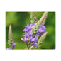 Floral Canvas Wall Art, Stretched Matte Canvas Print, Home Decor, Purple Flower Artwork, Nature-Inspired Decoration