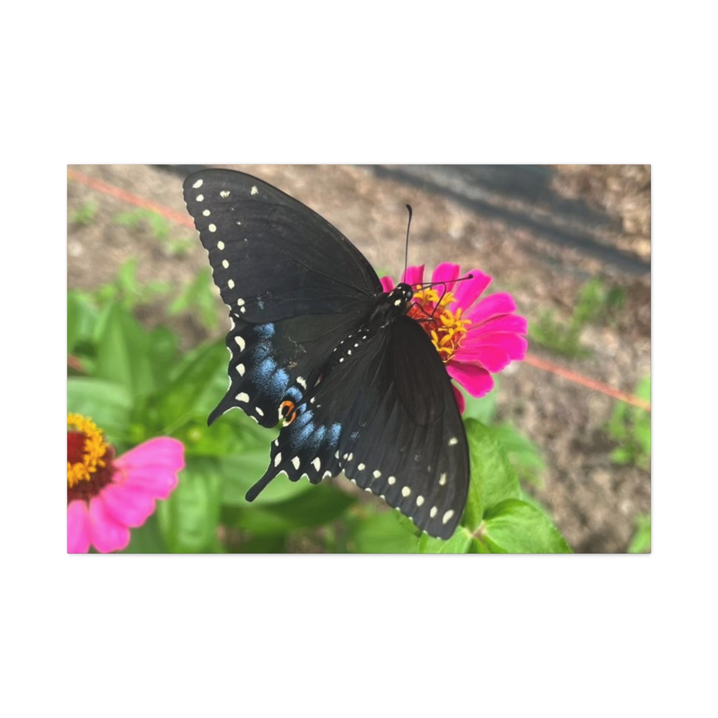 Black Butterfly Canvas Wall Art, Nature Decor, Botanical Print, Home Decor, Gift for Nature Lovers, Insect Photography