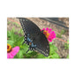 Black Butterfly Canvas Wall Art, Nature Decor, Botanical Print, Home Decor, Gift for Nature Lovers, Insect Photography