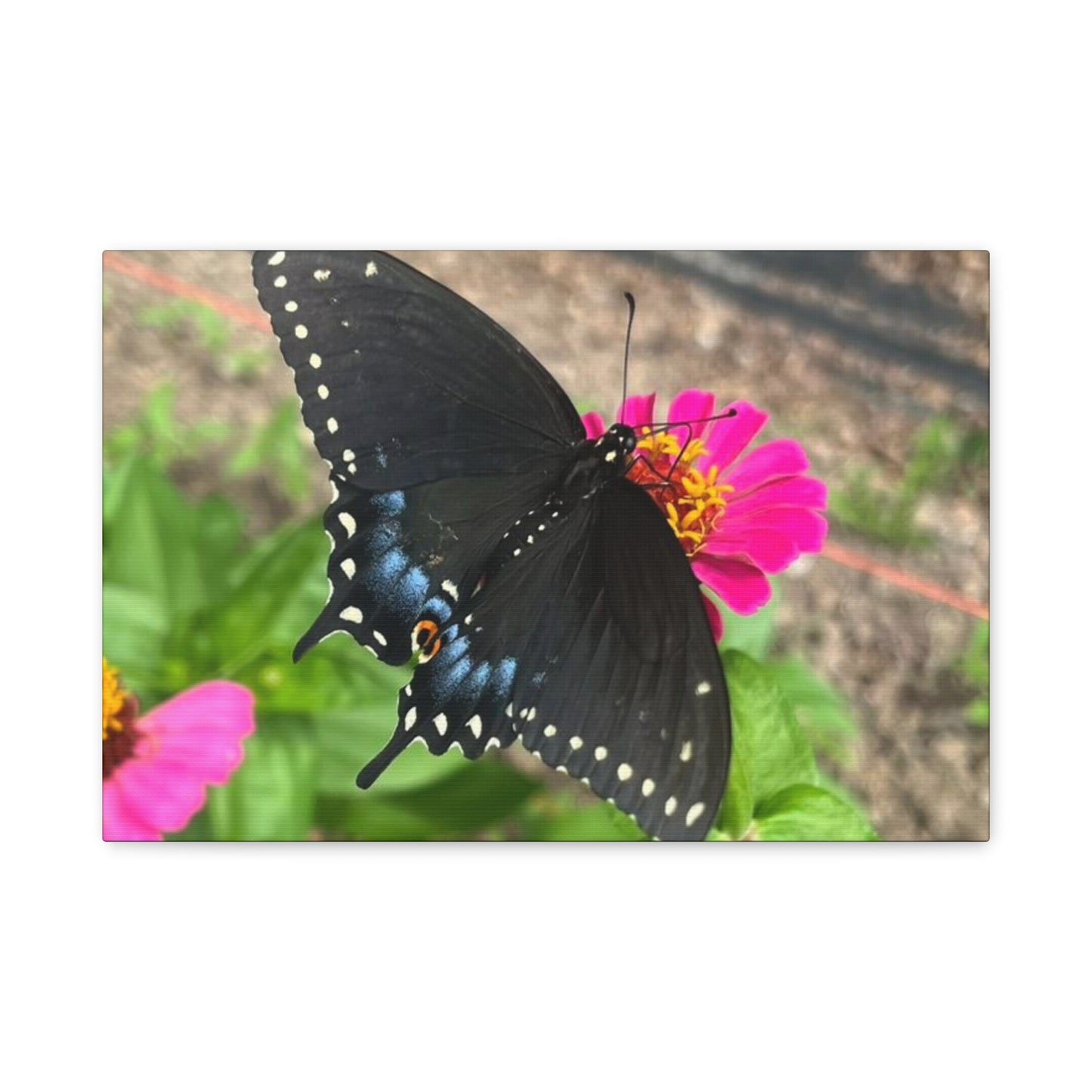 Black Butterfly Canvas Wall Art, Nature Decor, Botanical Print, Home Decor, Gift for Nature Lovers, Insect Photography