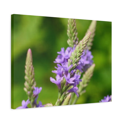 Floral Canvas Wall Art, Stretched Matte Canvas Print, Home Decor, Purple Flower Artwork, Nature-Inspired Decoration
