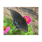 Black Butterfly Canvas Wall Art, Nature Decor, Botanical Print, Home Decor, Gift for Nature Lovers, Insect Photography