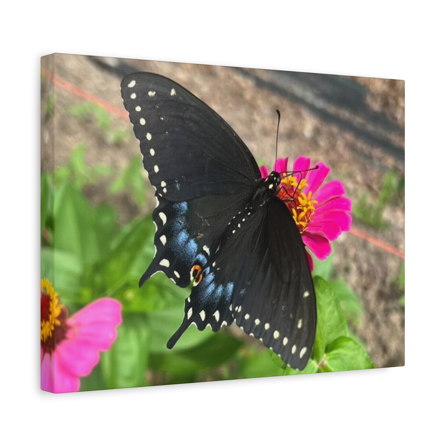 Black Butterfly Canvas Wall Art, Nature Decor, Botanical Print, Home Decor, Gift for Nature Lovers, Insect Photography