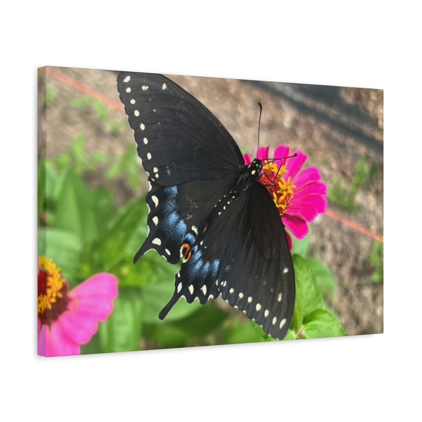 Black Butterfly Canvas Wall Art, Nature Decor, Botanical Print, Home Decor, Gift for Nature Lovers, Insect Photography