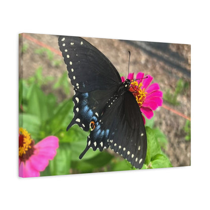 Black Butterfly Canvas Wall Art, Nature Decor, Botanical Print, Home Decor, Gift for Nature Lovers, Insect Photography