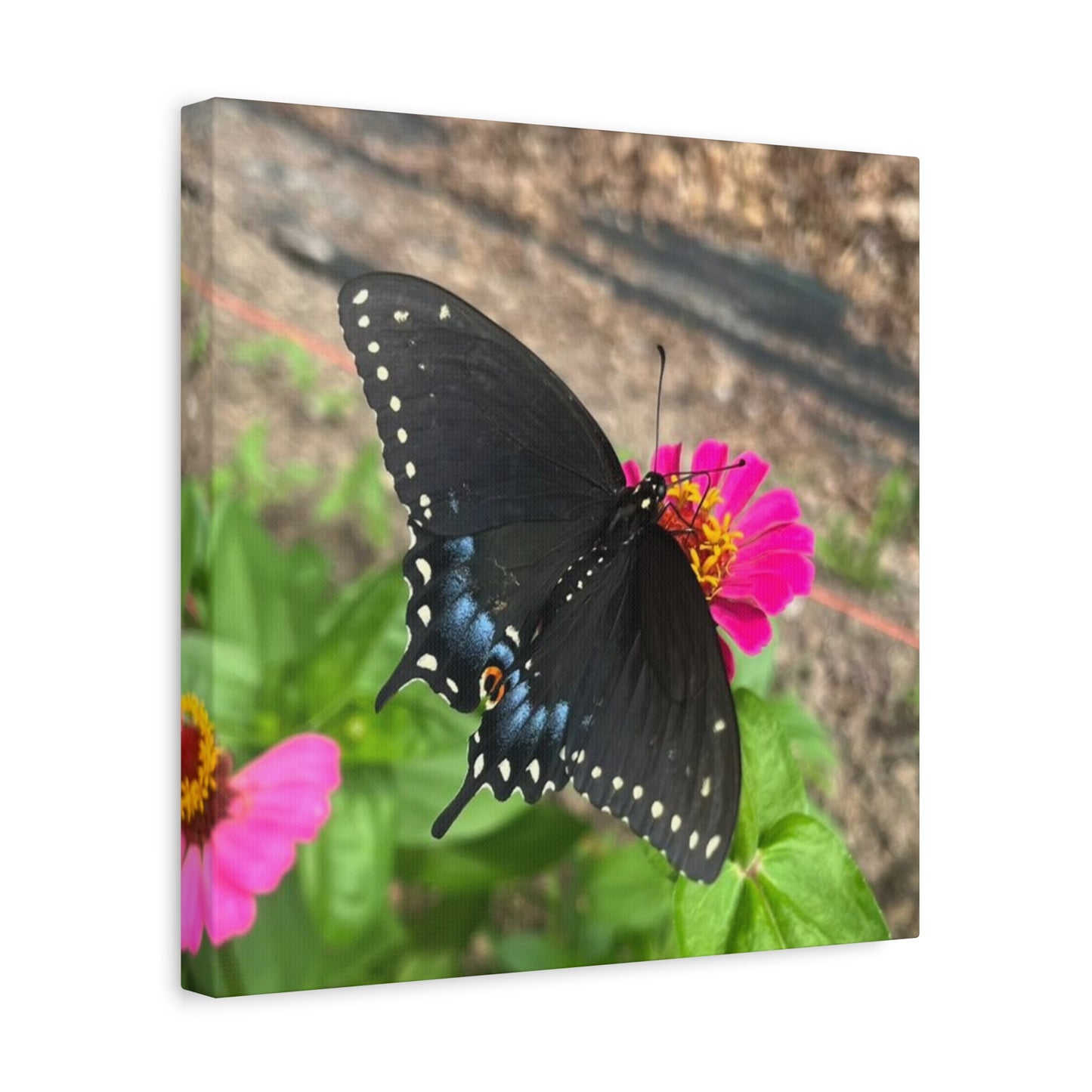 Black Butterfly Canvas Wall Art, Nature Decor, Botanical Print, Home Decor, Gift for Nature Lovers, Insect Photography