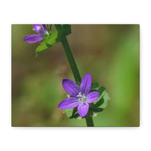 Stretched Canvas Wall Art featuring Delicate Purple Flower, Floral Home Decor, Nature Gift, Botanical Art Print, Perfect for Home, [...]
