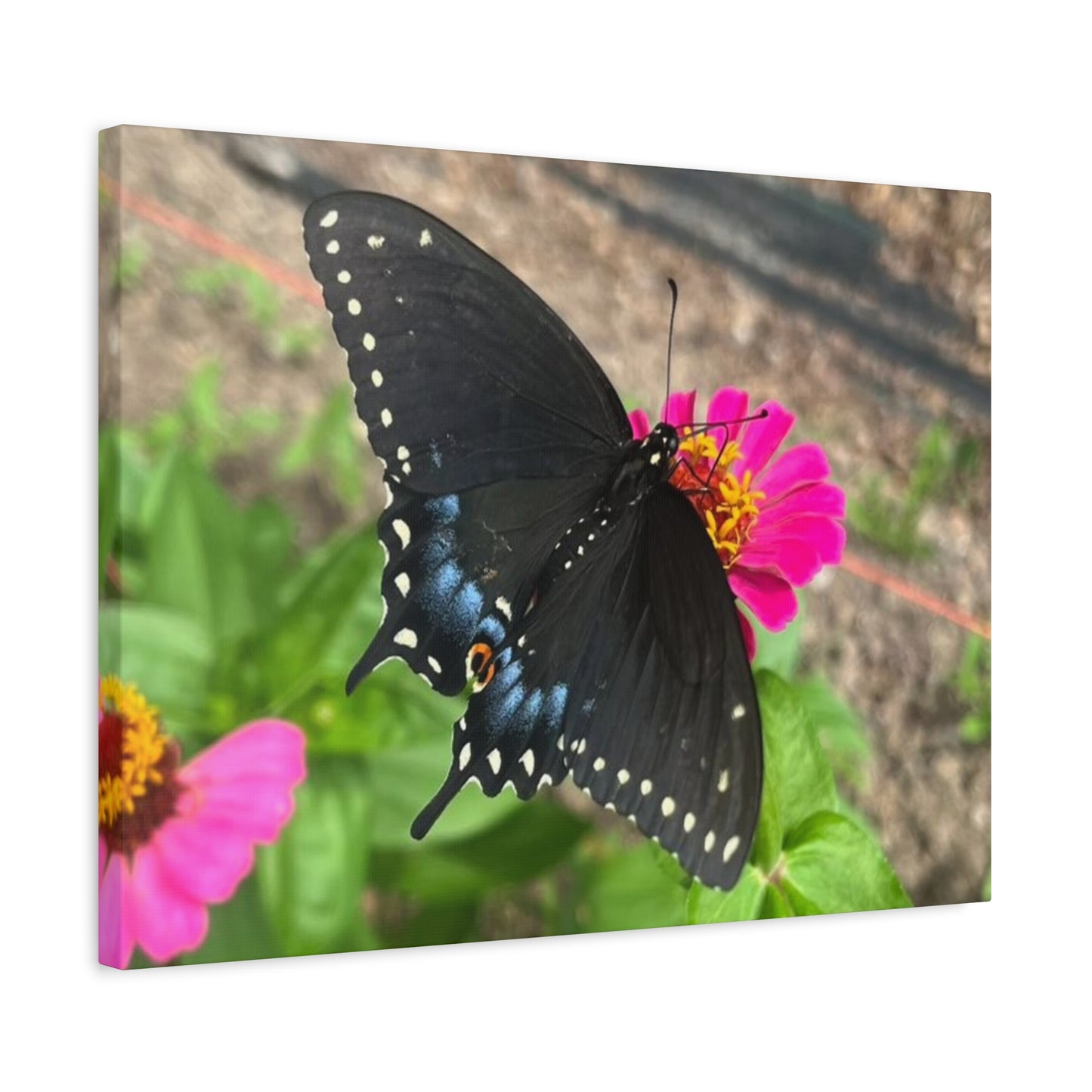 Black Butterfly Canvas Wall Art, Nature Decor, Botanical Print, Home Decor, Gift for Nature Lovers, Insect Photography