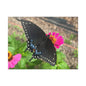 Black Butterfly Canvas Wall Art, Nature Decor, Botanical Print, Home Decor, Gift for Nature Lovers, Insect Photography