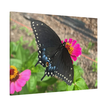 Black Butterfly Canvas Wall Art, Nature Decor, Botanical Print, Home Decor, Gift for Nature Lovers, Insect Photography