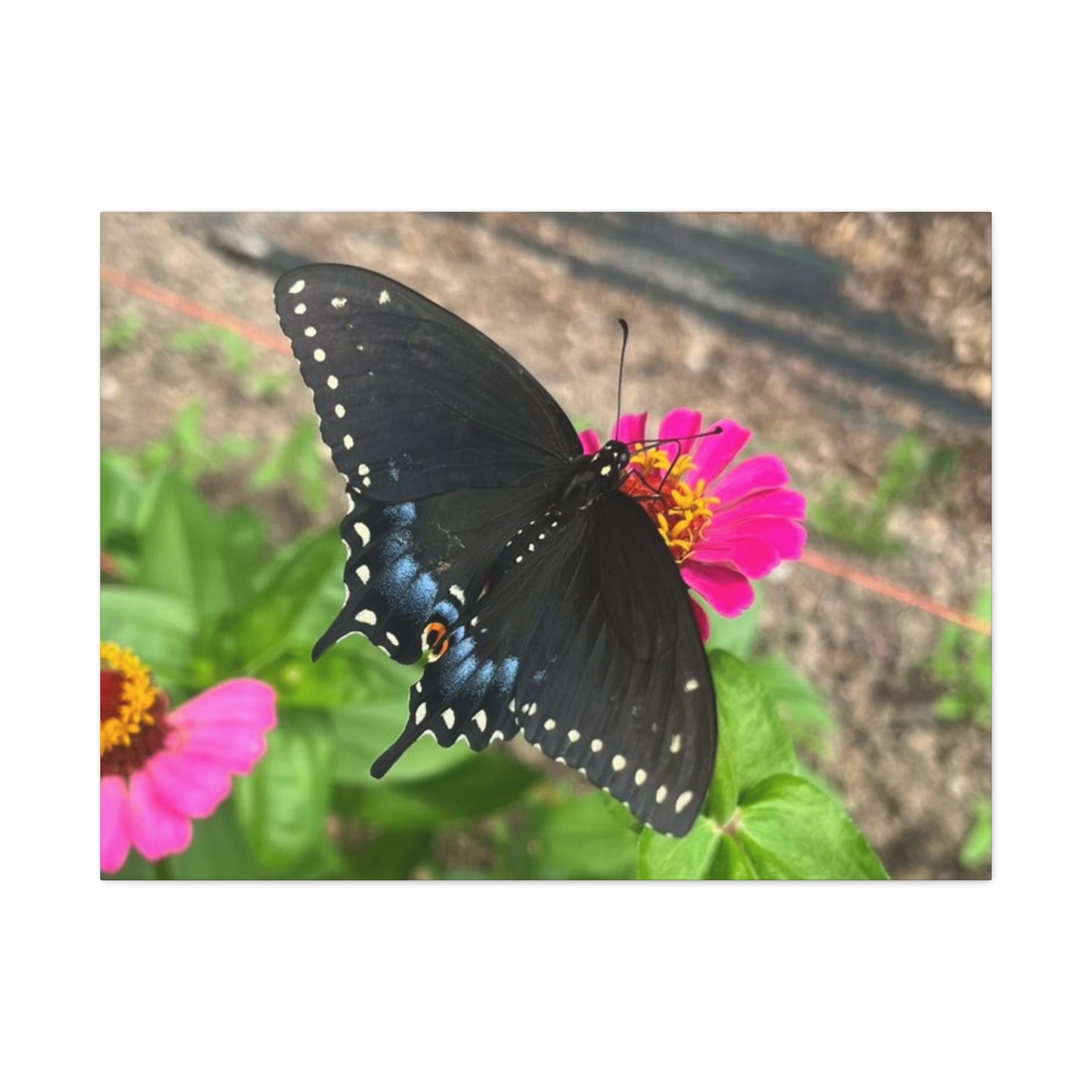 Black Butterfly Canvas Wall Art, Nature Decor, Botanical Print, Home Decor, Gift for Nature Lovers, Insect Photography