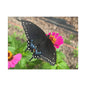 Black Butterfly Canvas Wall Art, Nature Decor, Botanical Print, Home Decor, Gift for Nature Lovers, Insect Photography